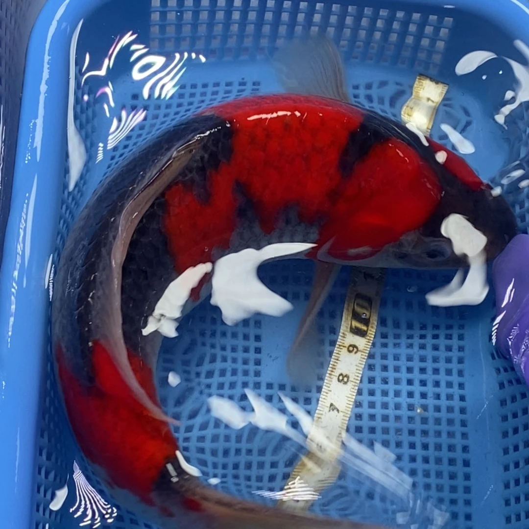 锦鲤冷水锦鲤包邮