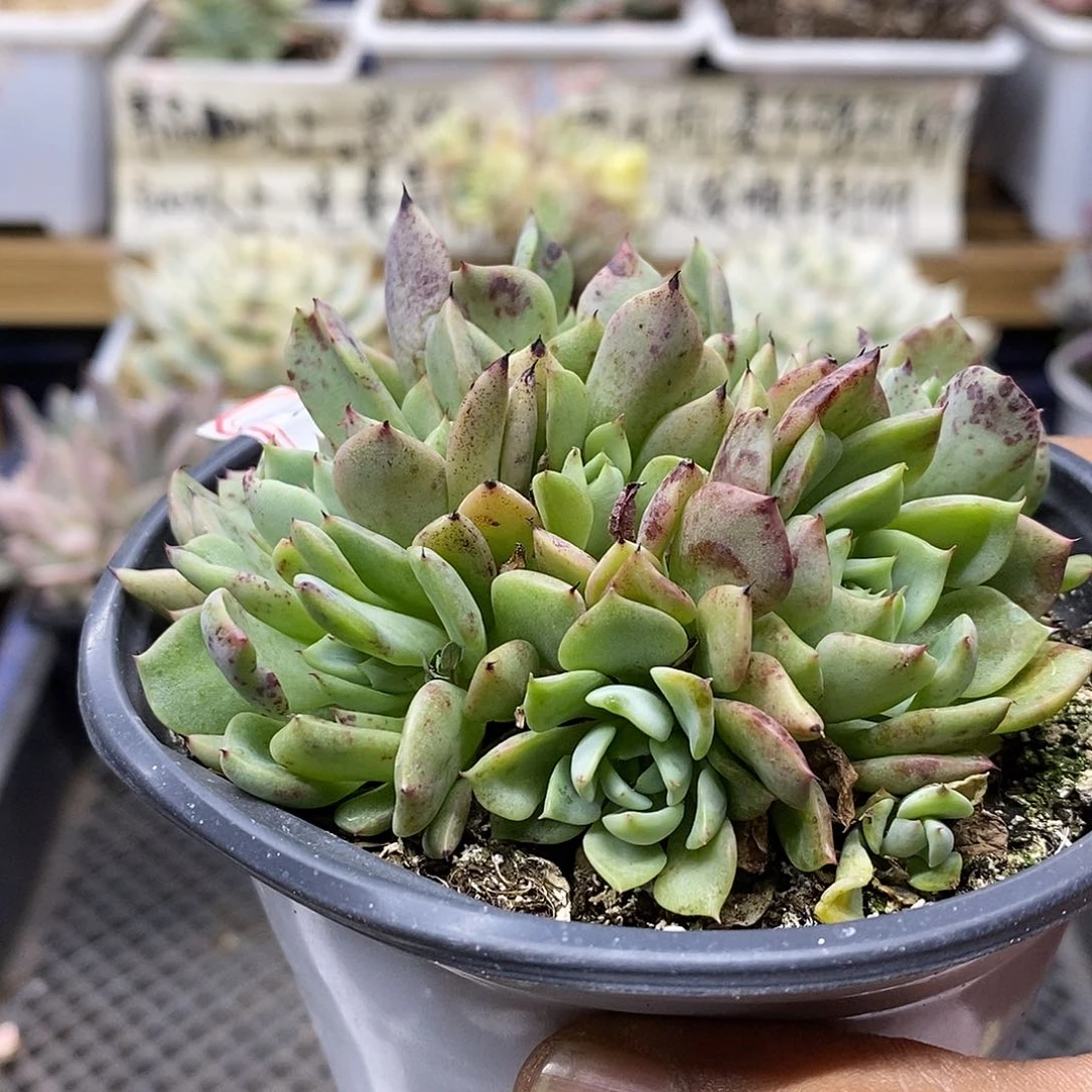 1959 沙罗姬牡丹群 不售后