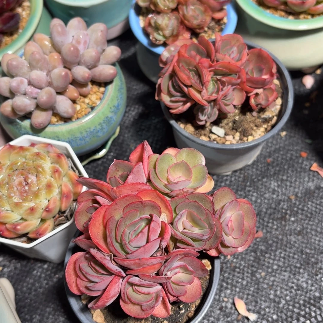 秀妍多肉整群9㎝盆