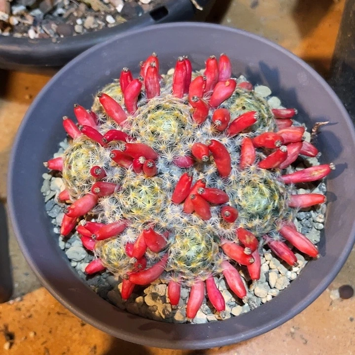 无花朵明星群一物一拍下单包邮