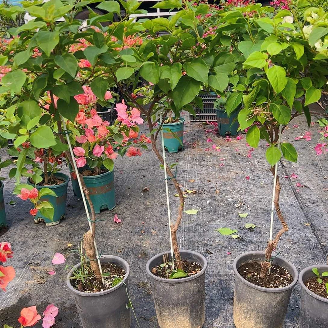 当前无花栽培后可以开花绿樱独杆棒棒糖一棵