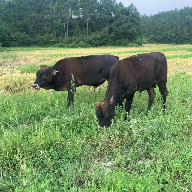 6新鲜黄牛肉农家散养土牛肉生鲜牛肉老品种黄牛肉放养牛腱子