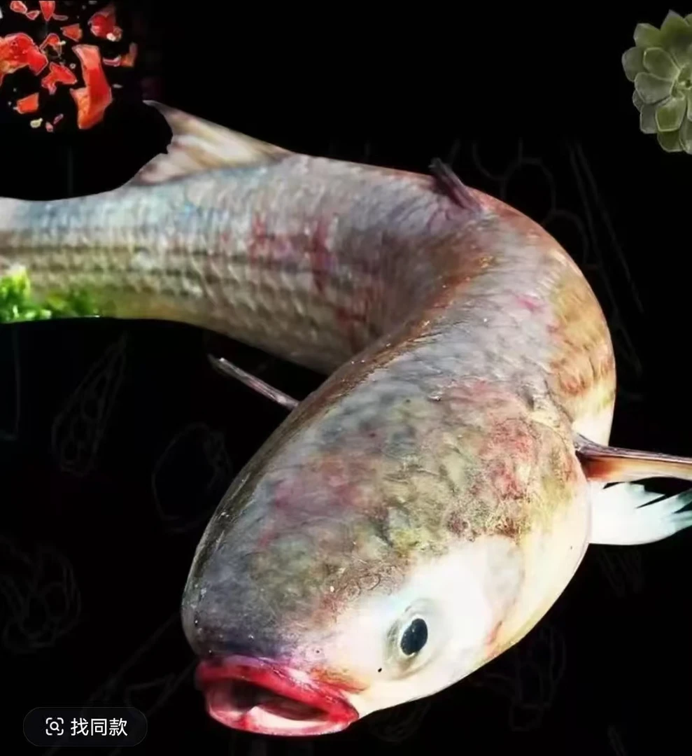 新鲜海捕 海支鱼 鲜活速冻 4-6斤/条 到手2条 去内脏 冷链发货