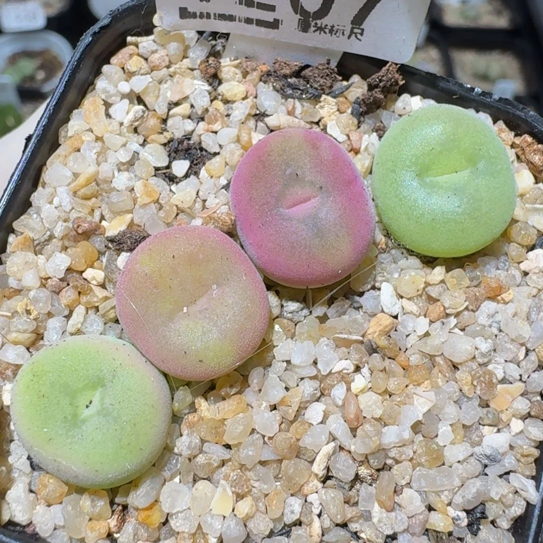 Zzzxx精品生石花1207