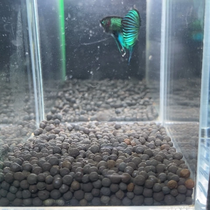 斗鱼泰国斗鱼562号