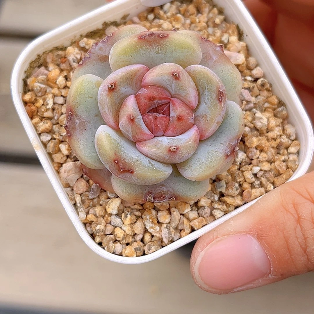 772  放漏 新品珍妮 满18包邮