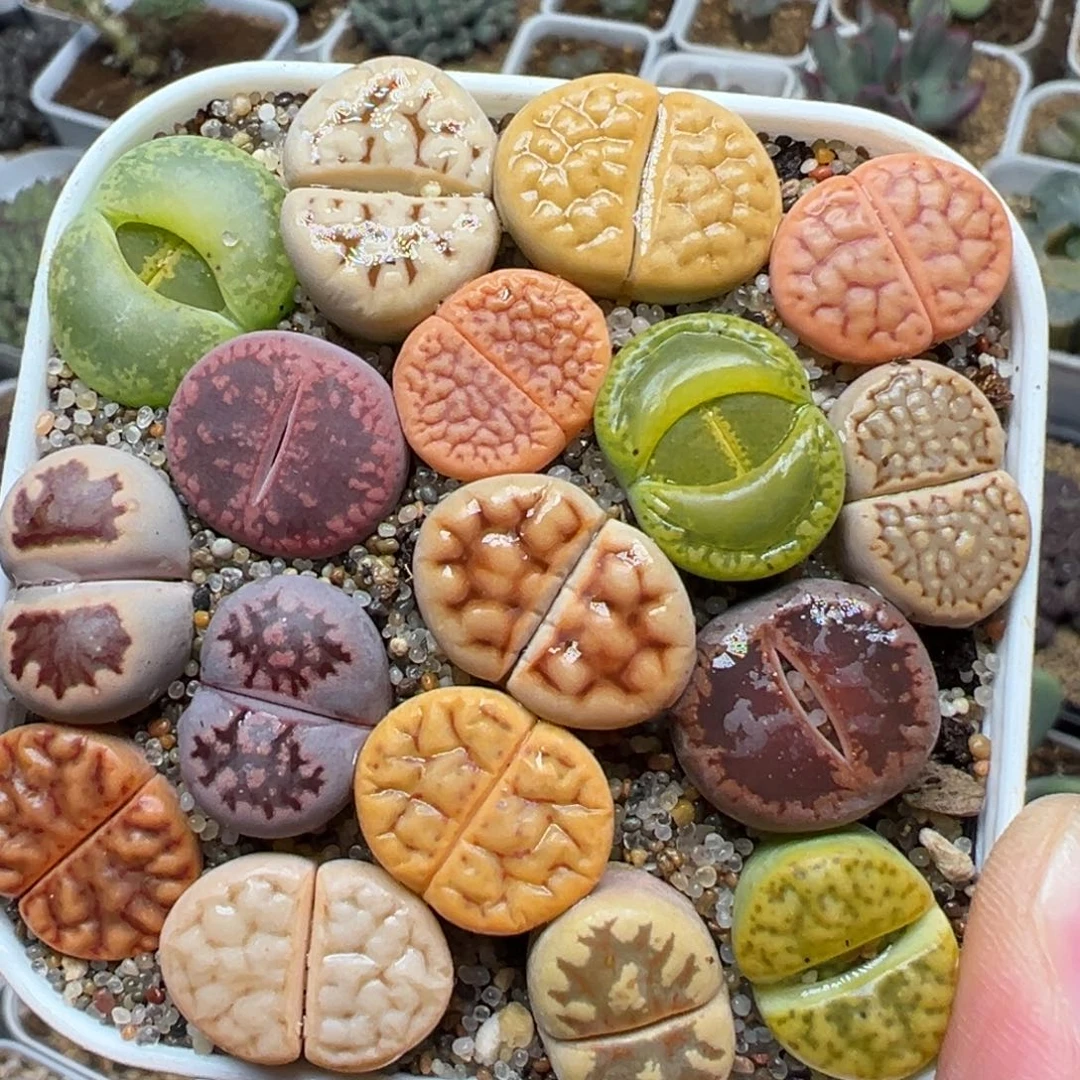 编号母本组合带盆多肉