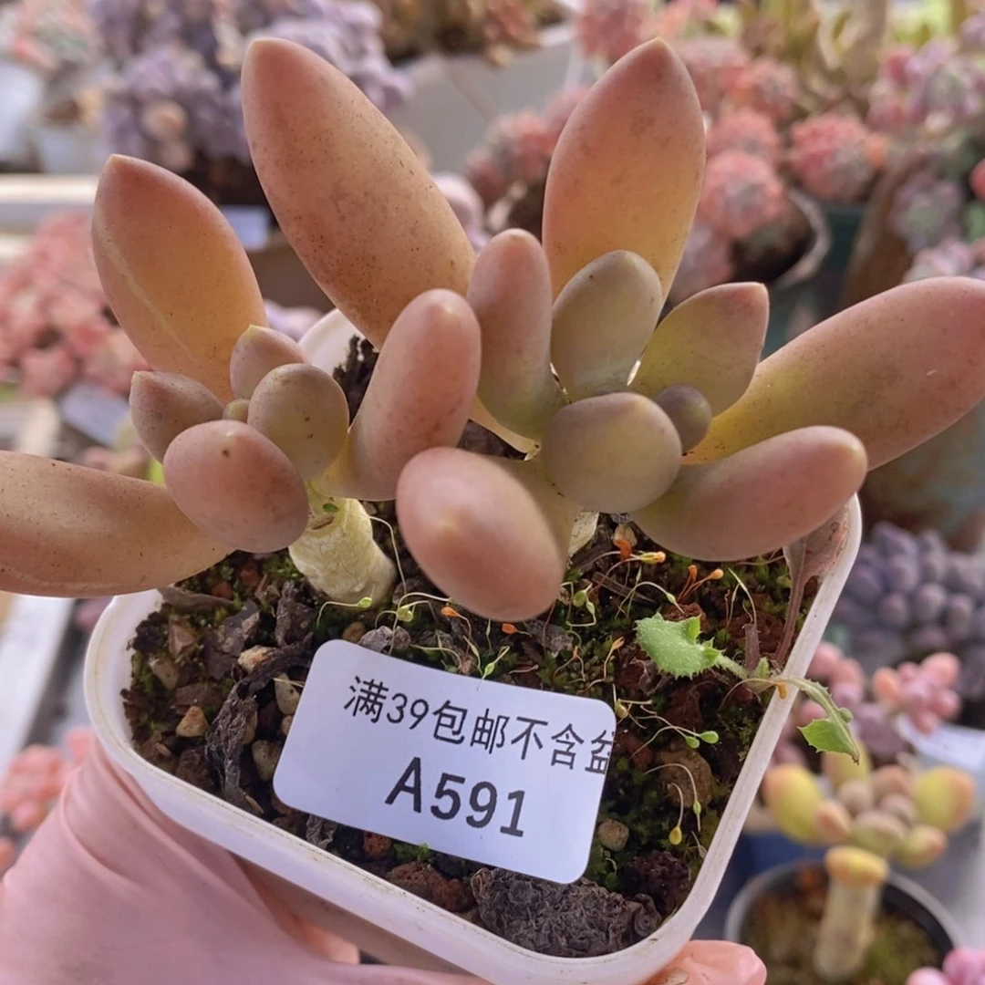 芒果奶7cm591多肉植物