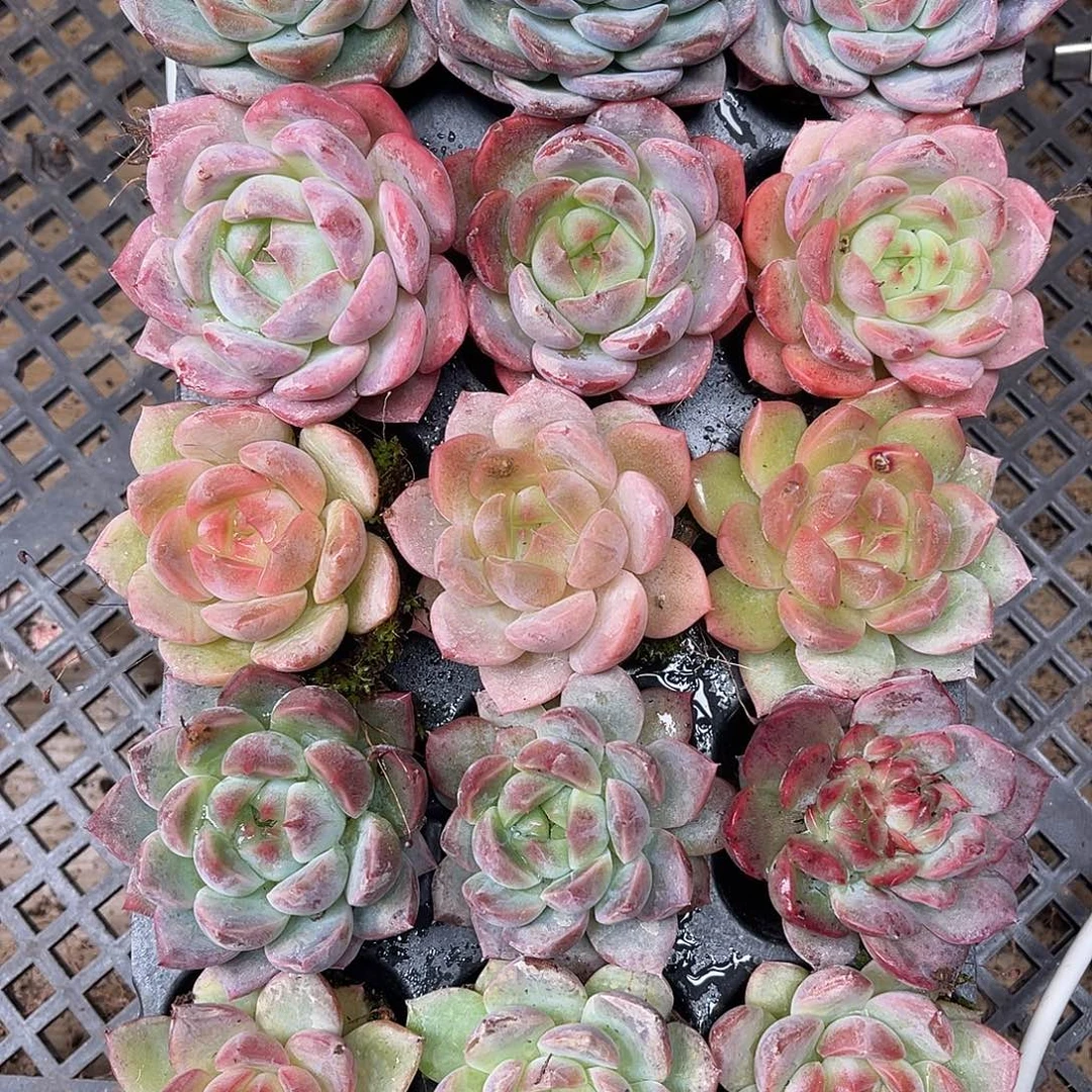 天***晓多肉一物一拍19-108