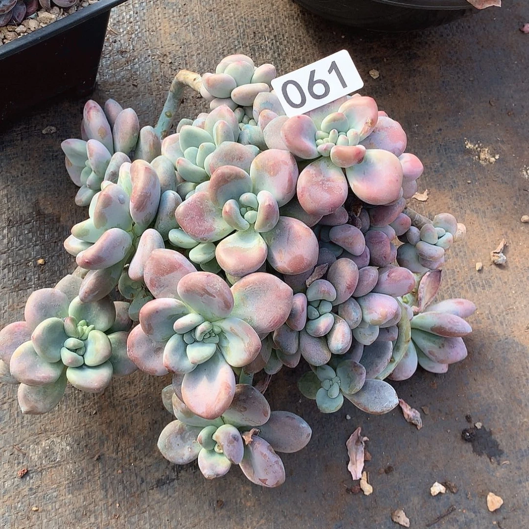 061红洛神一物一拍多肉