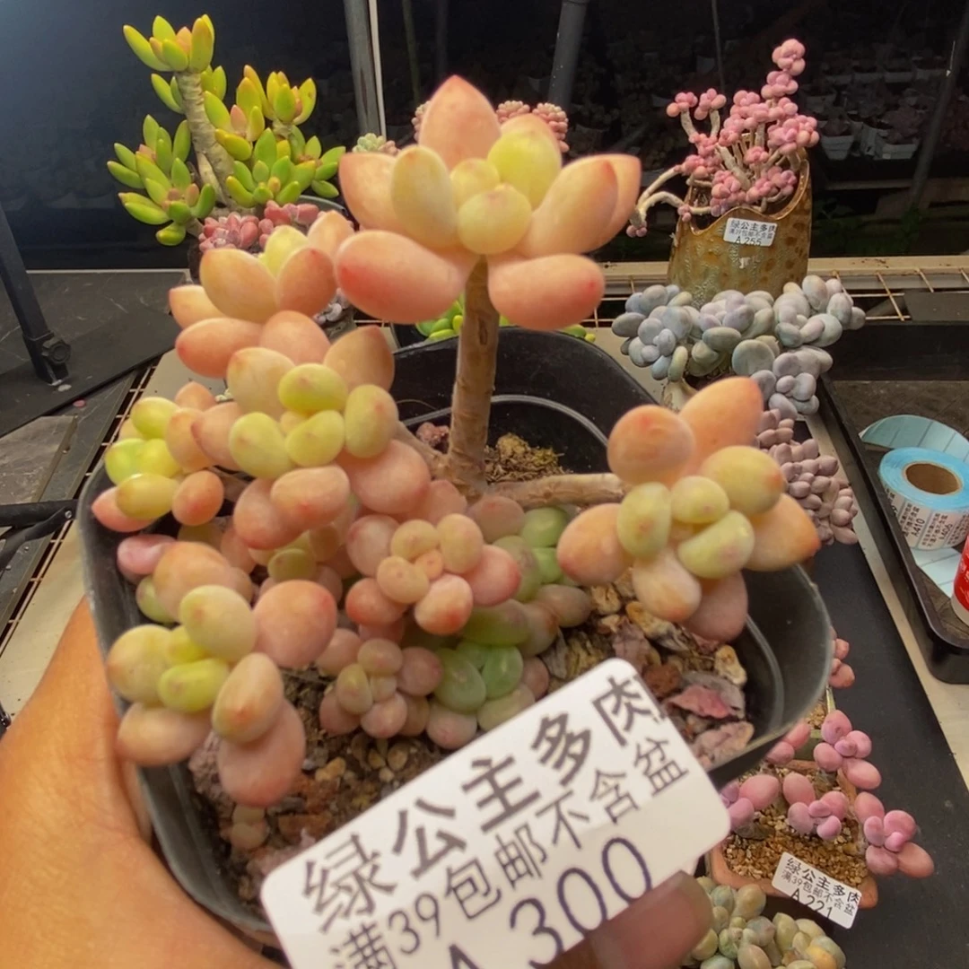 300鱼子酱多肉7cm