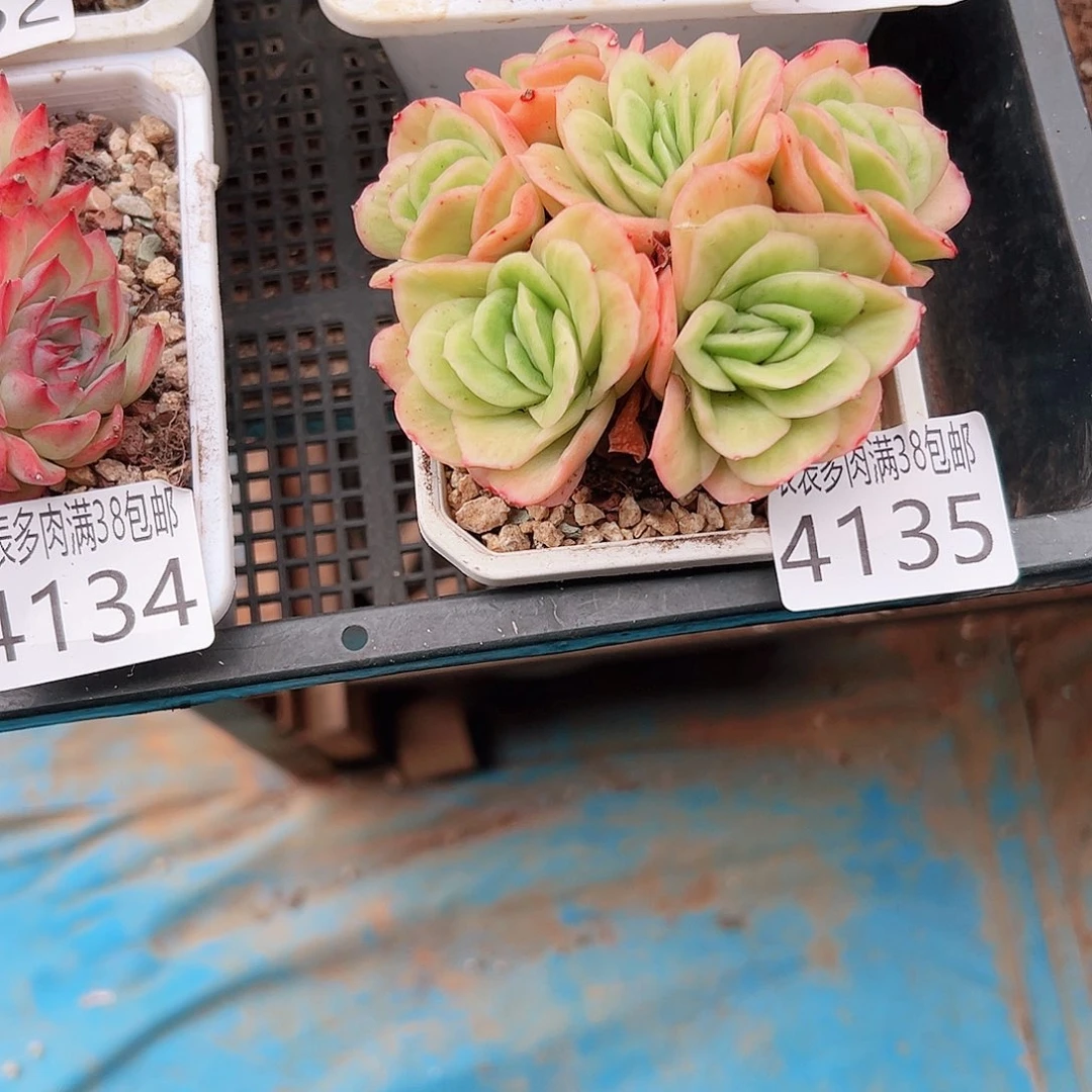 涓***涓无花朵多肉一物一拍植物4135