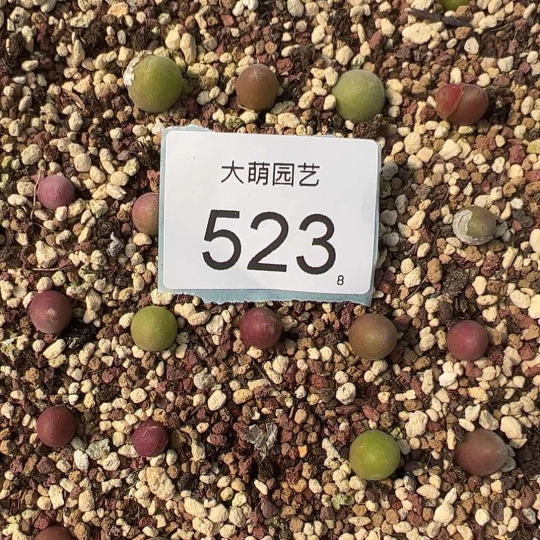 0000523量拍园艺宝辉1颗尺寸0.7上下