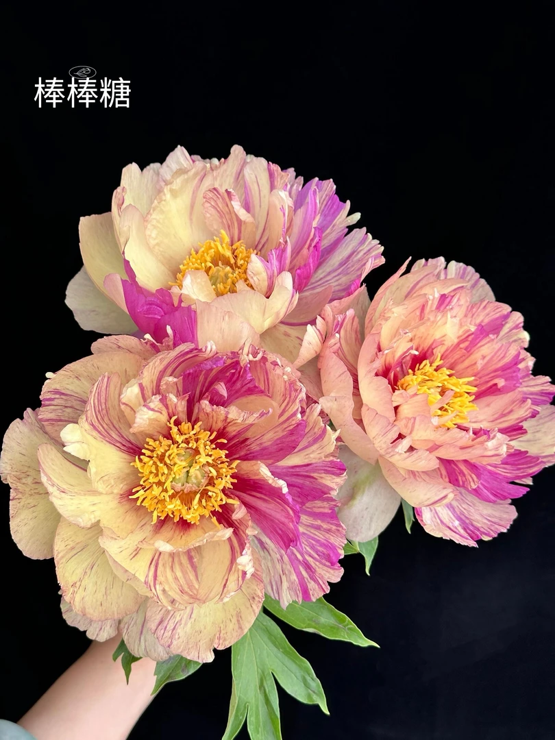 棒棒糖芍药-阴凉处养护怕热怕风冰水或加冰块发货根部不包水