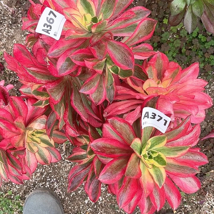 星**愿367.371魅影多肉带嫁木