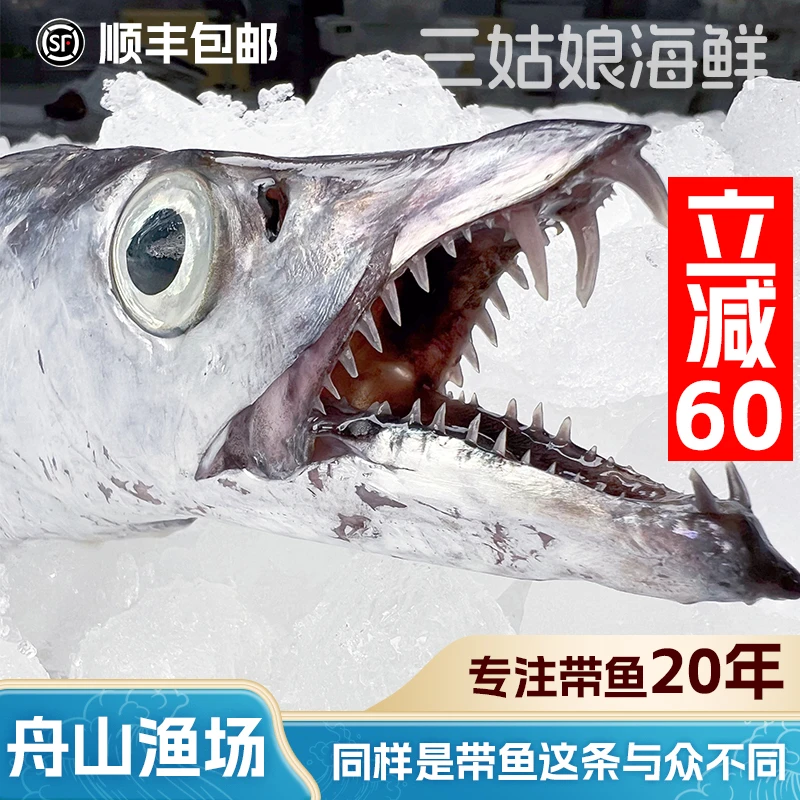 【中大号带鱼-开播专属福利】东海小眼睛带鱼-整条钓带-顺丰包邮