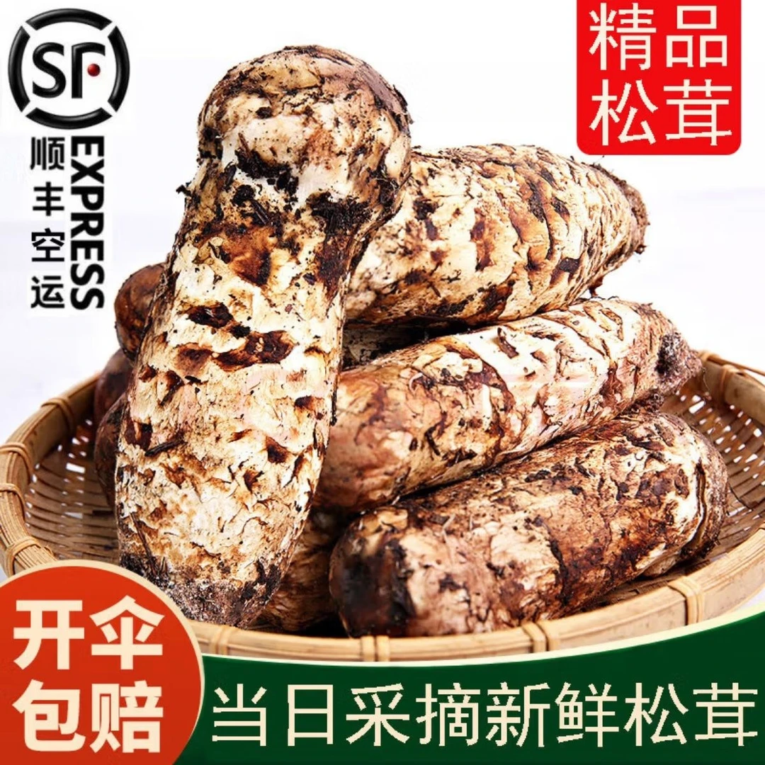 四川小金松茸雅江松茸川西高原松茸新鲜松茸云南香格里拉松茸