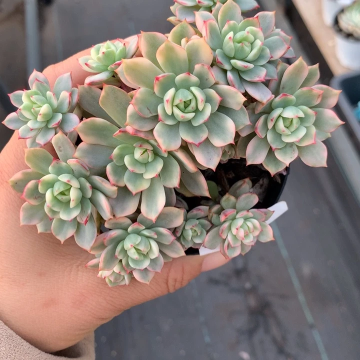 无花朵戴伦锦多肉植物