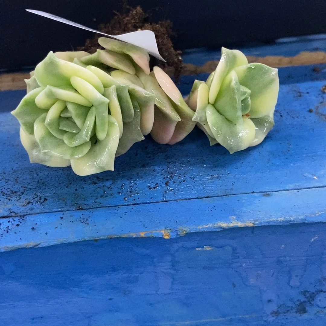 208可爱玫瑰锦多肉植物哇啦塞