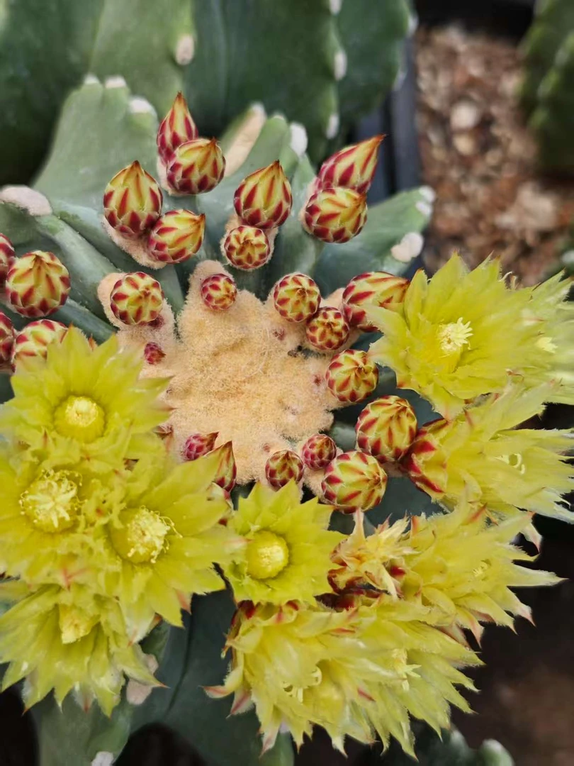 满18包邮 （实生王冠龙）中号