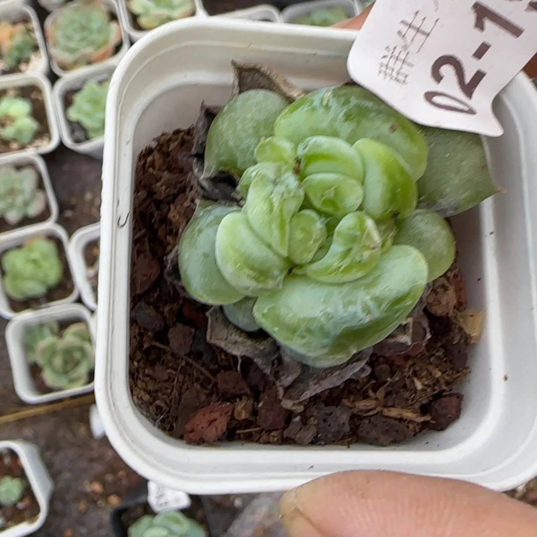 小卡拉米糖心一物一拍2-198