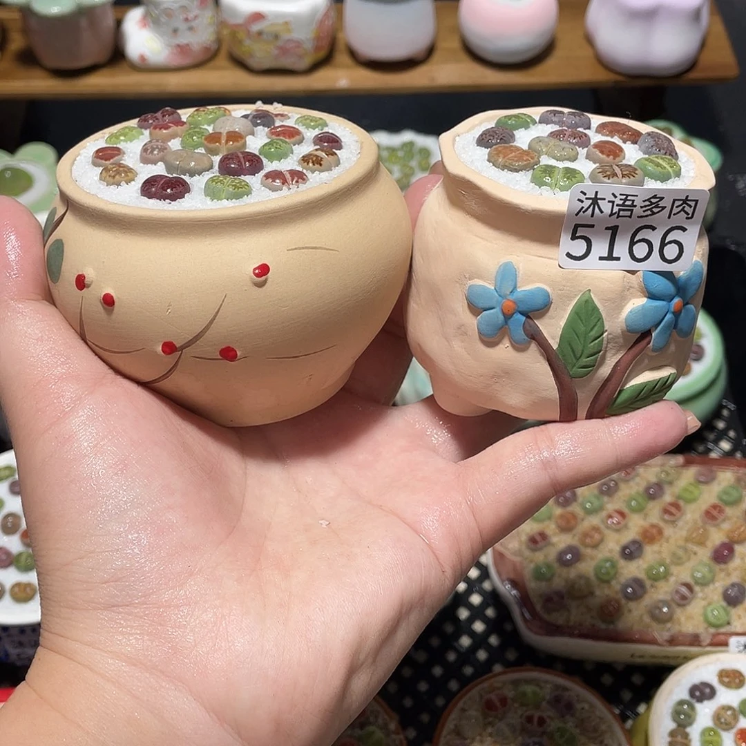 带盆土植物 一物一拍5166