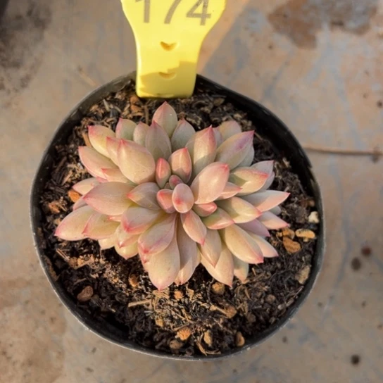 174车厘子朵朵缀 5头 夏鸣园艺