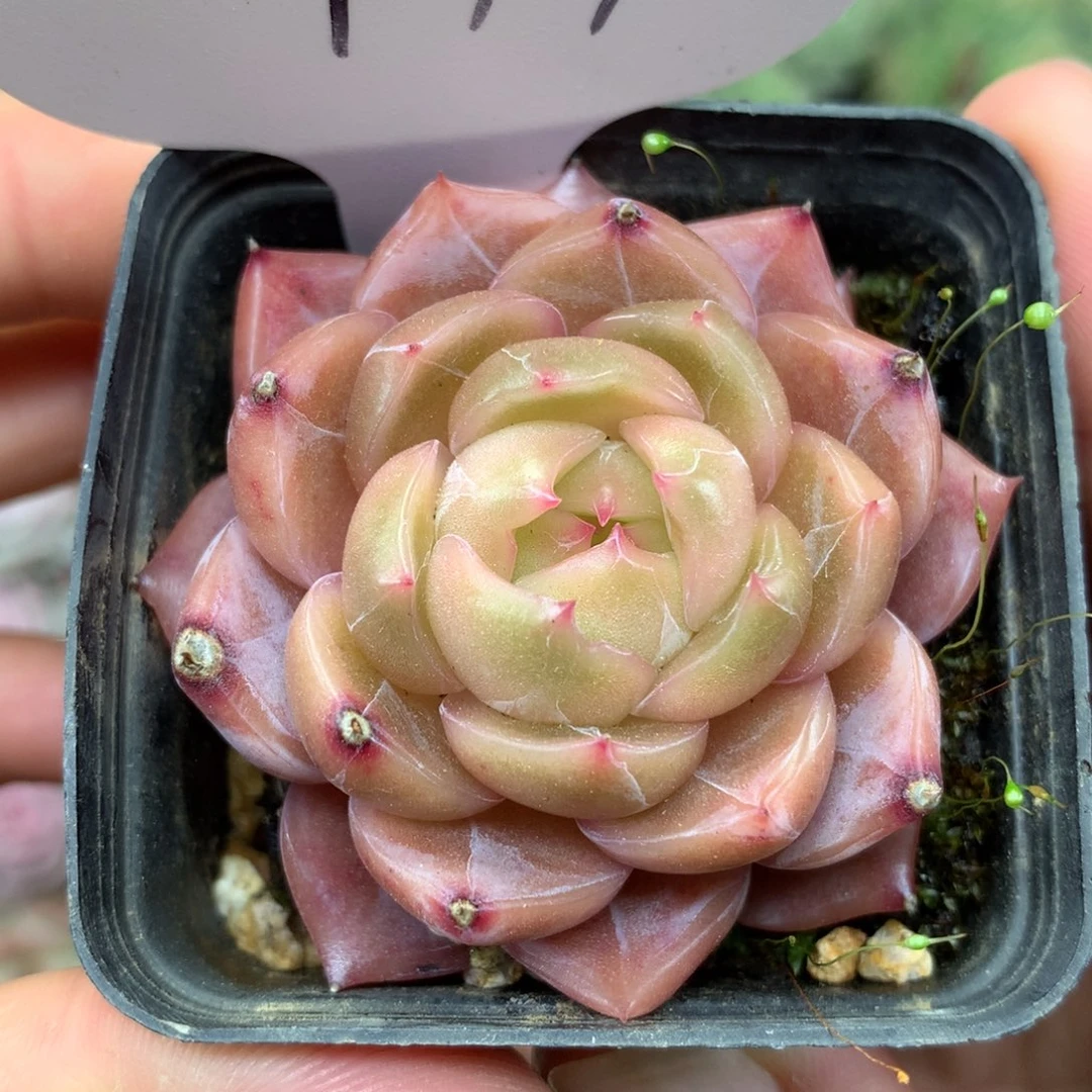 油透暗纹珍妮单头177