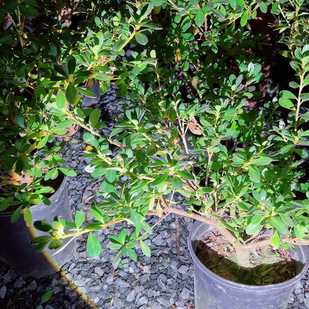 无花朵盆景皋月杜鹃硬盆若惠比须