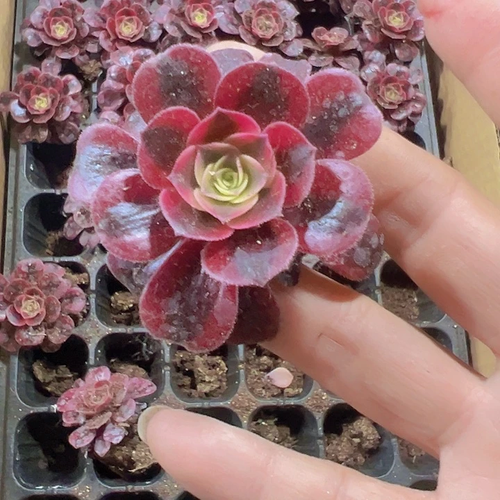 美杜莎精品多肉植物
