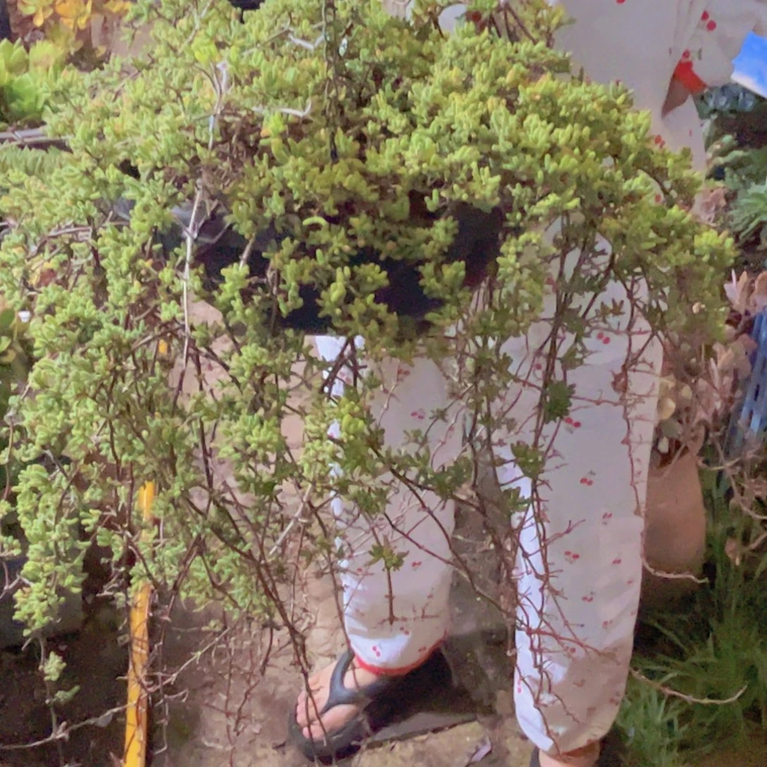 燕***子多肉植物保护研究所所长多肉