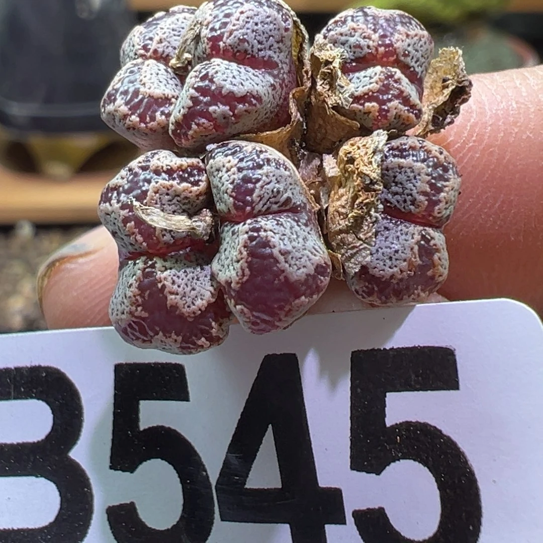 多肉植物111111111111