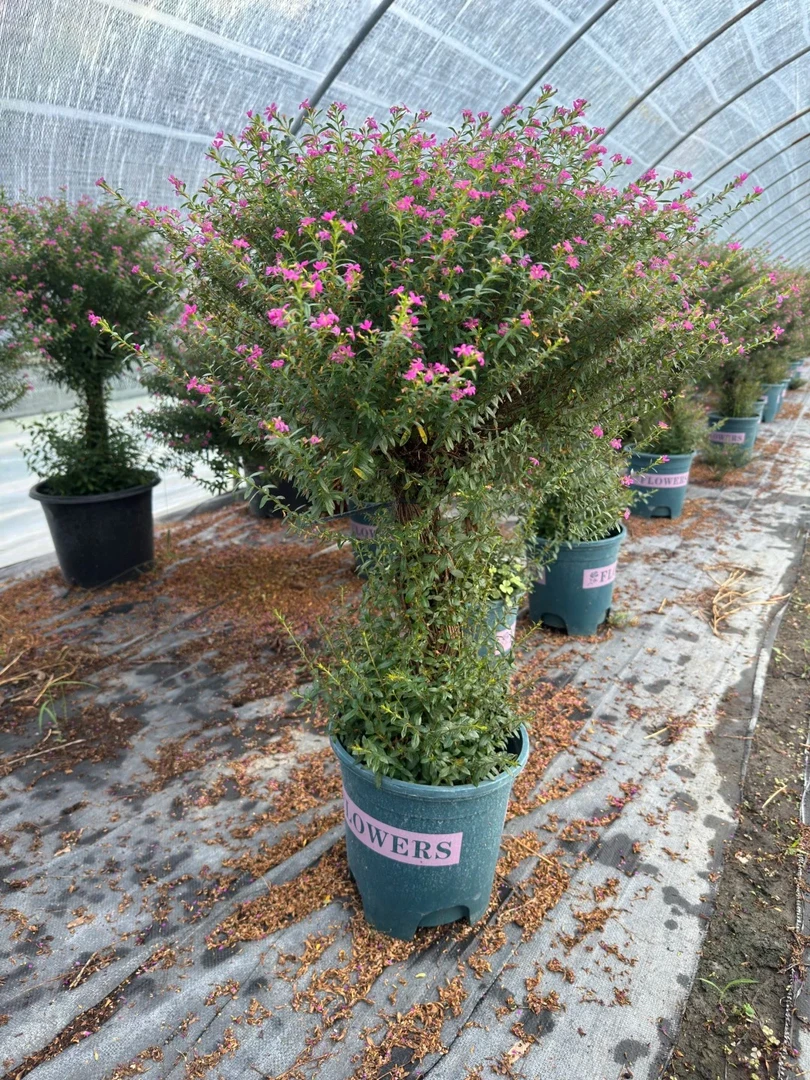 【满天星棒棒糖】   适合四季种植可放庭院阳台