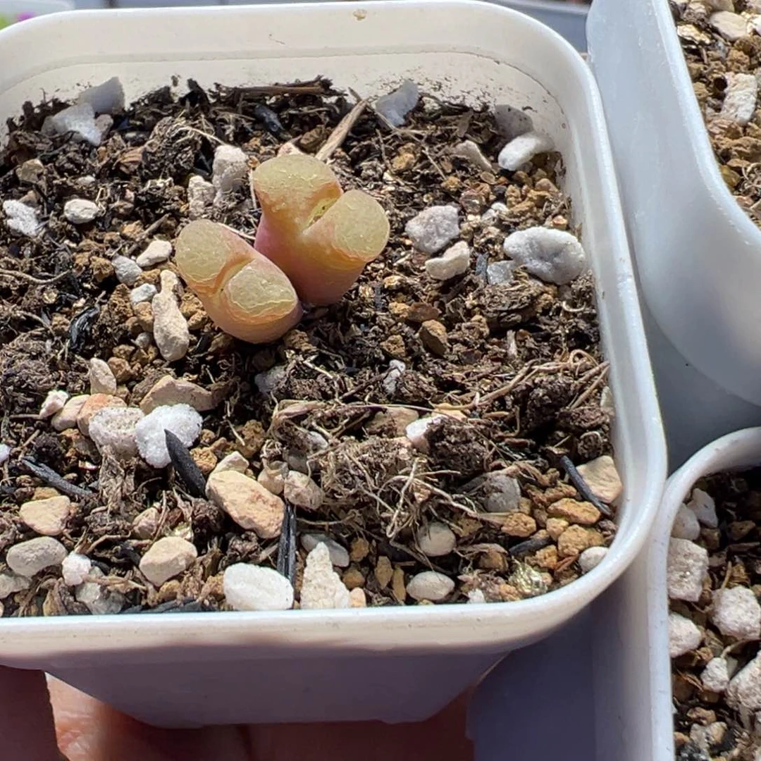 犇**械63多肉植物百科知识