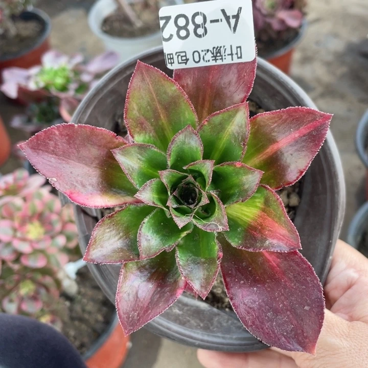 882魅影七彩多肉113446789