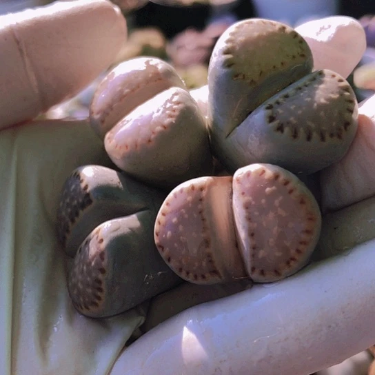 无花朵1299，2.4-2.7厘米优选饼干