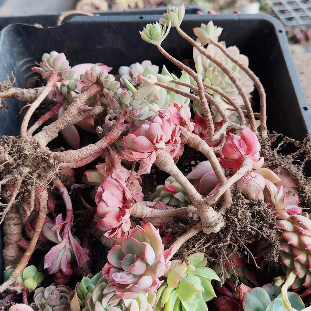 ?***?多肉满20包邮零下拍保温箱67号无售后