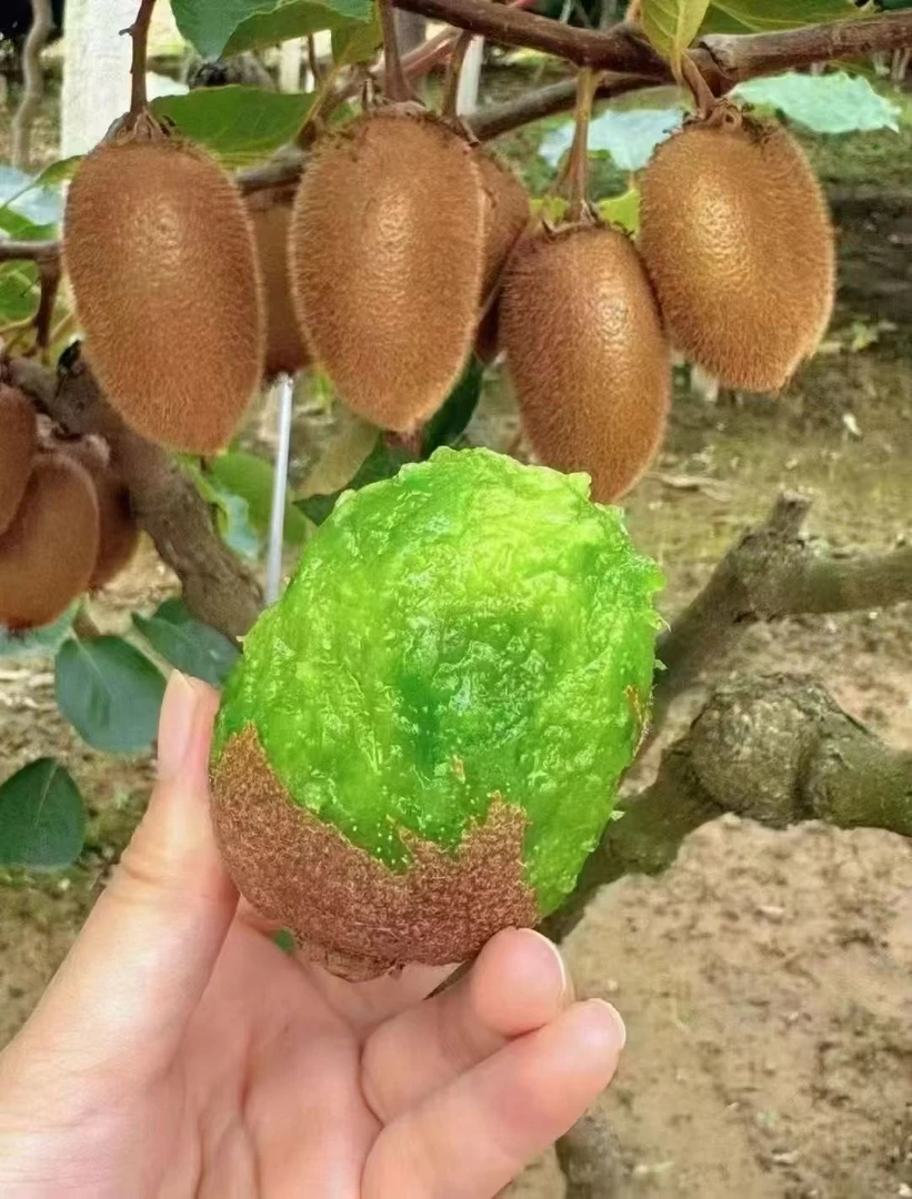 陕西周至县徐香绿心猕猴桃正宗新鲜多汁香甜可口当季水果