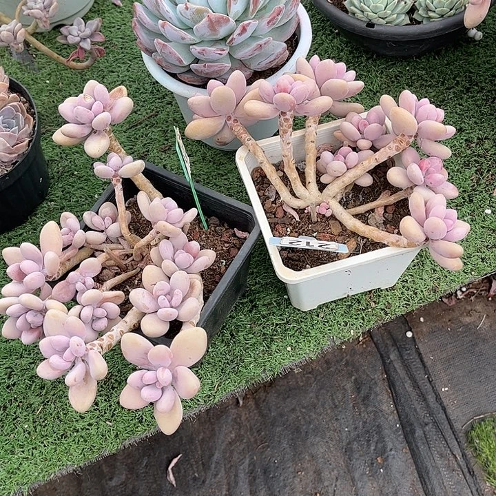 香***道桃蛋多肉植物两颗