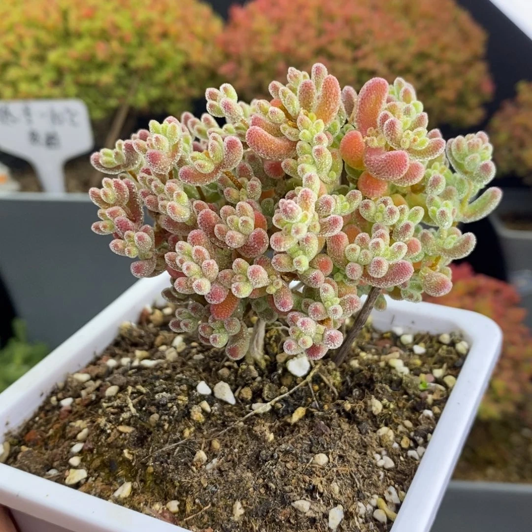 无花朵18号优选冰晶枝干