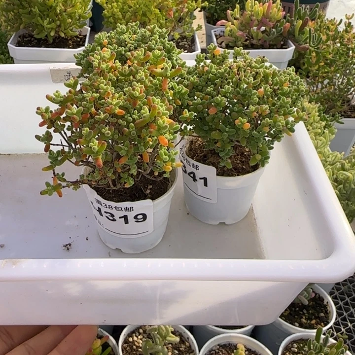 柠***桔多肉植物枝干3颗蜜桔