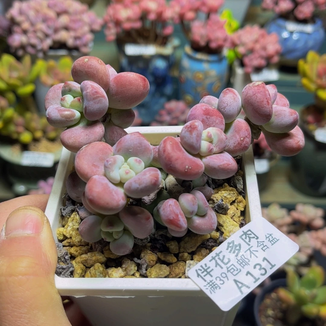 131腰子洛神10厘米多肉