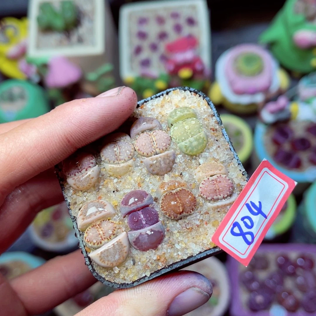 804生石花带盆发