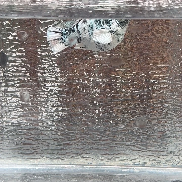 孔雀鱼玛丽鱼一条水墨母