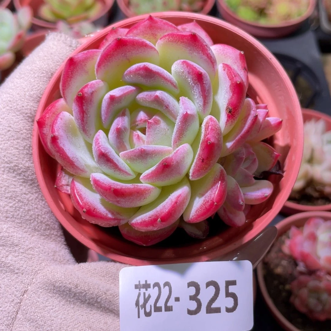 花利美22-325新品