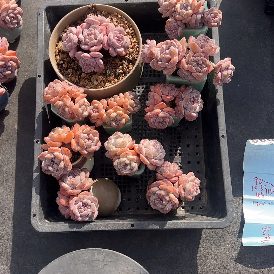 T***鹉一筐10个肉肉打包发货00000