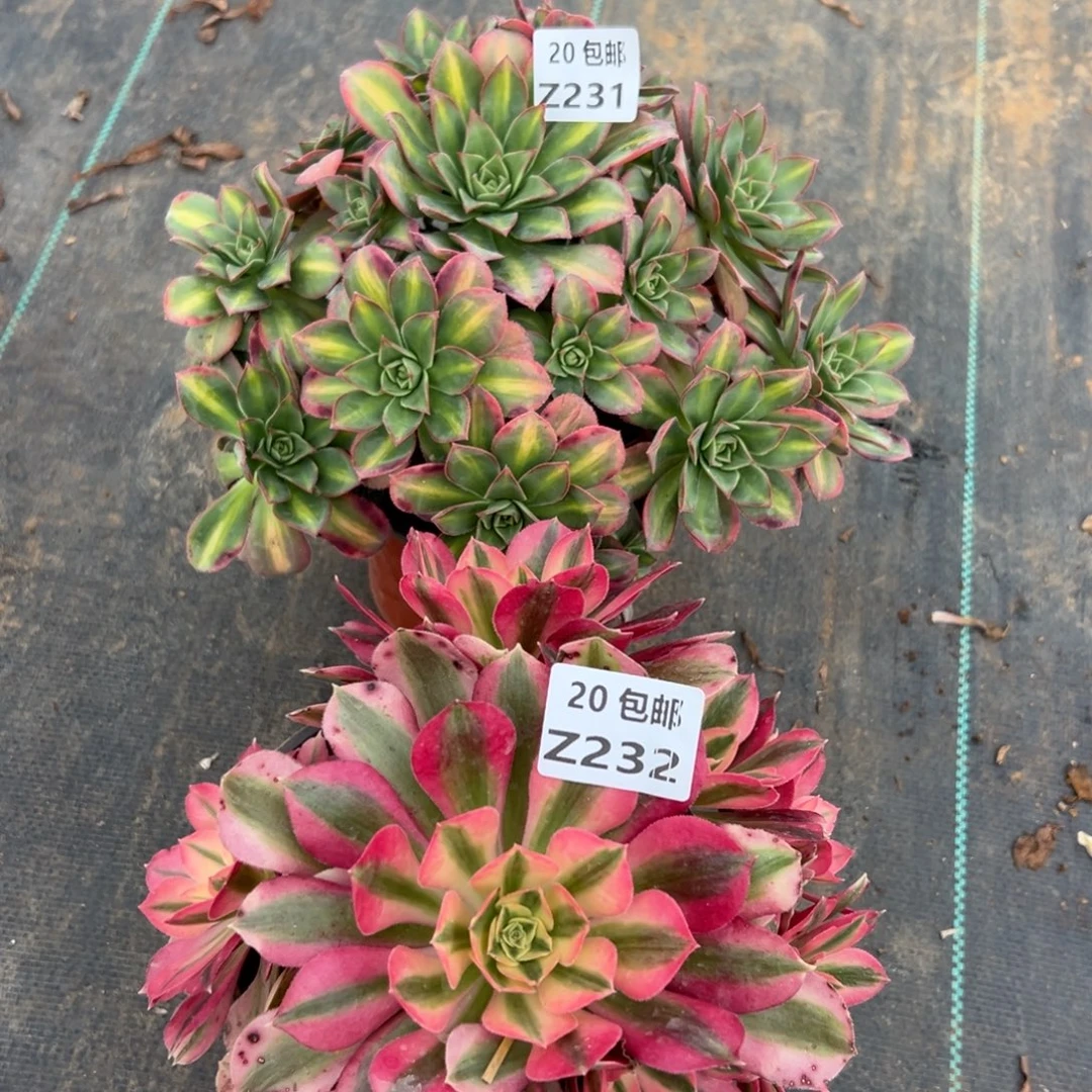 豆***12颗雨荷，多肉法师