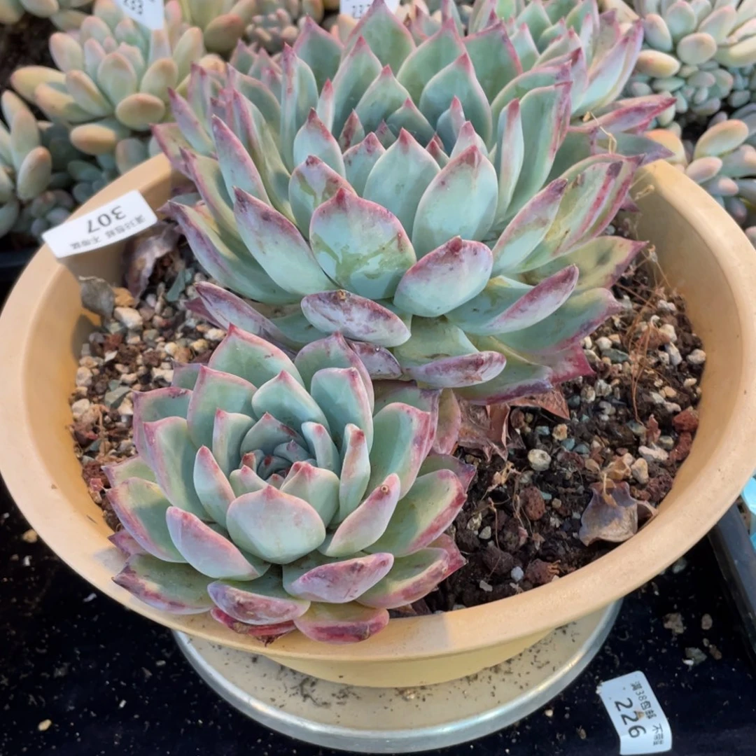 小***傲307红拉糖群生多肉植物老桩