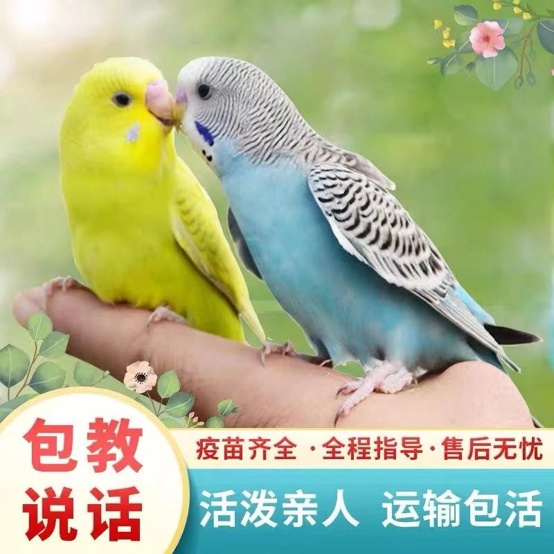 手养虎皮鹦鹉活鸟亲人粘人会学说话的鹦鹉可繁殖宠物鸟观赏鸟