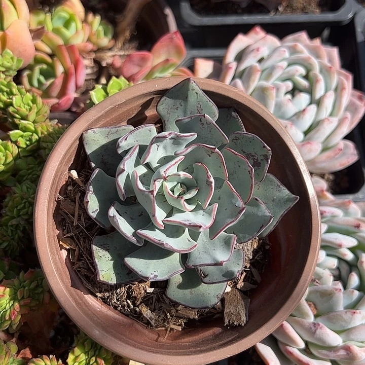 建思诺娃多肉植物精品